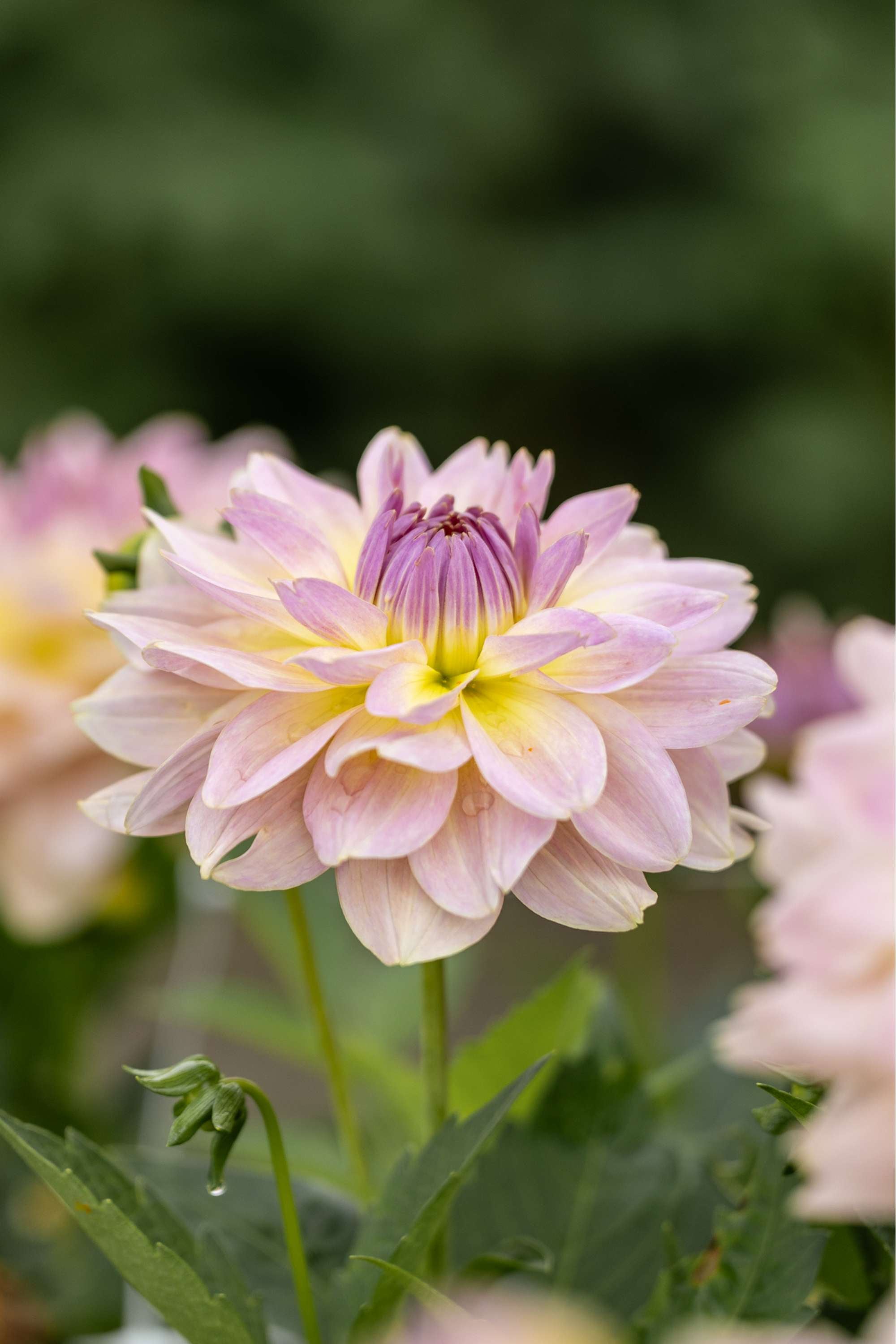 Dahlia 'Joels Favorite'
